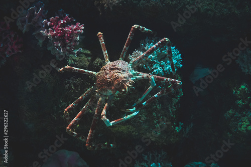 Canvas Print Giant spider crab in their natural habitat in the dark stones