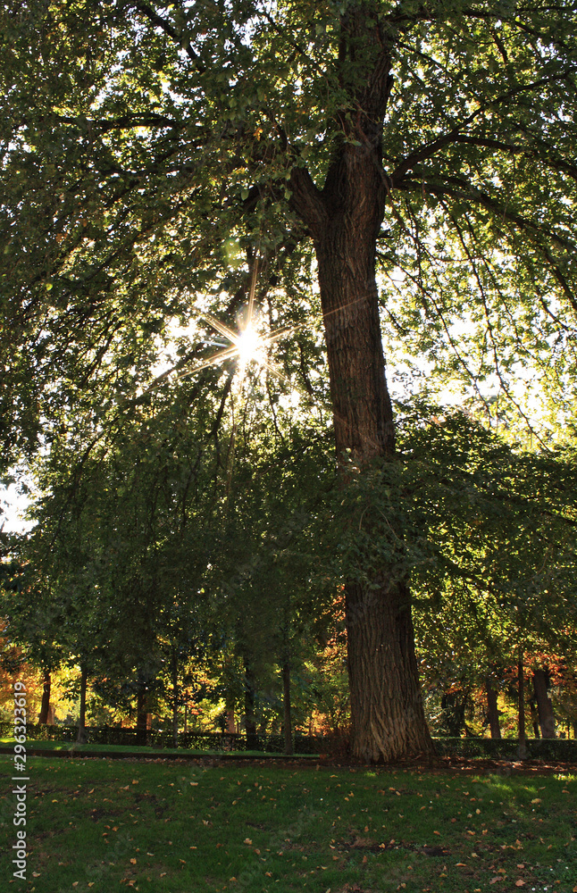 Naklejka premium Leafy tree with starry sun between the leaves