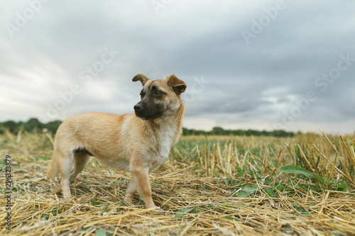Small funny yard dog stands against a beautiful autumn landscape, a beveled field and a cloudy sky, looking away. The mongrel dog walks across the field.