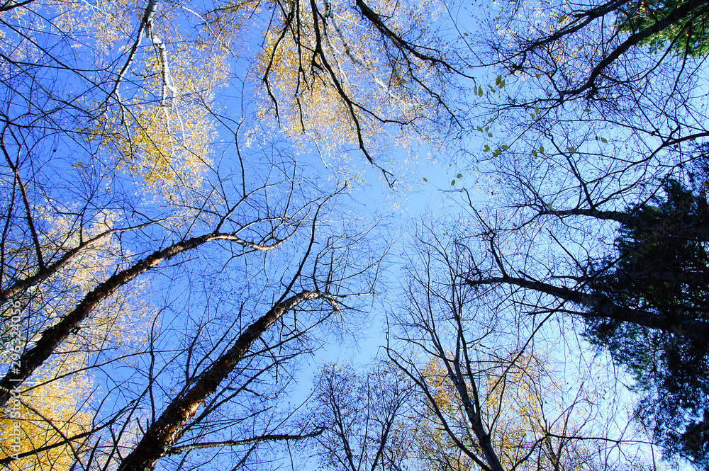 Crowns of trees in a forest in autumn against a blue sky. View from below. Crowns of trees in a forest in autumn against a blue sky. View from below.