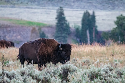 Yellowstone National Park Bison grazing in lamar valley photo