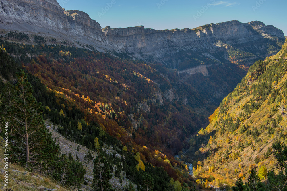 Los colores de otoño en las hojas del bosque de hayas de la ladera de la Faja de Pelay en el Parque Nacional de Ordesa y Monte Perdido. En los Pirineos de Huesca. Aragón. España
