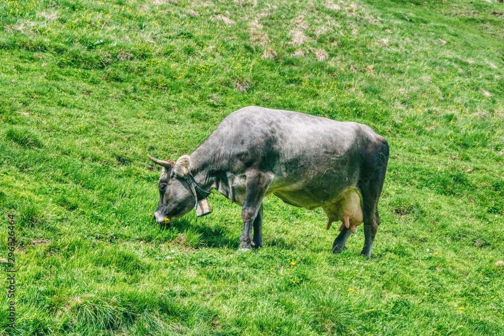 krowa ray tyrolskiej szarej pasie się na alpejskiej łące, słoneczny dzień na pastwisku, krowa z dzwonkiem na szyi