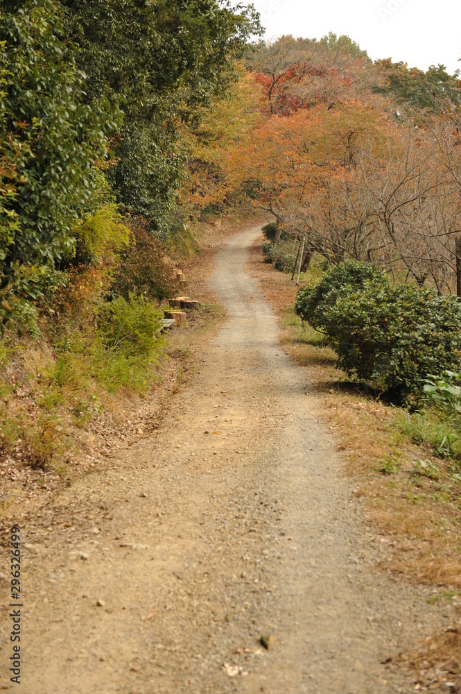 紅葉した日本の田舎道の風景 紅葉した日本の田舎道の風景