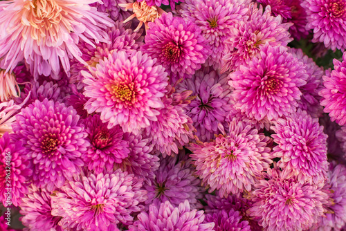 Pink chrysanthemum in autumn garden