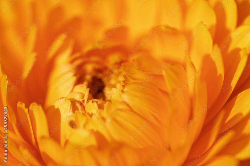 Blüte einer Ringelblume