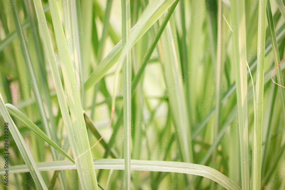 Obraz premium Closeup of Green Lemongrass leaves background