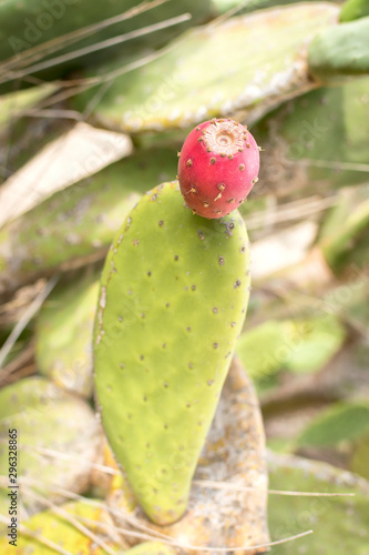 Tableau sur toile Red prickly pear hanging on the cactus.