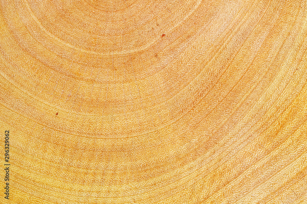 Naklejka premium texture of wooden tree trunk background.