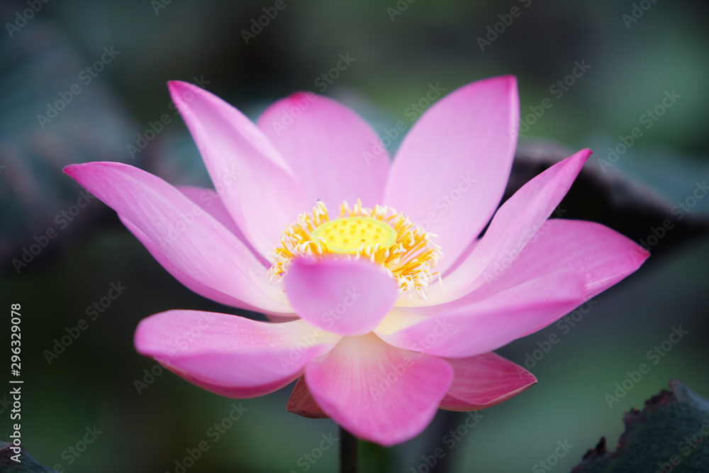 close up of beautiful lotus flower close up of beautiful lotus flower
