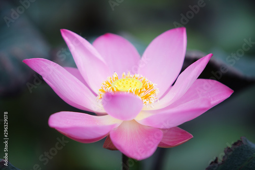 close up of beautiful lotus flower