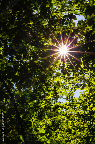 Sonne strahl durch die Baumkronen