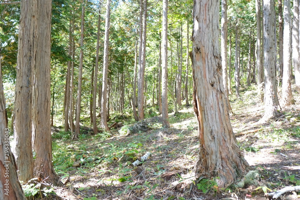 Fototapeta premium 秋の風景