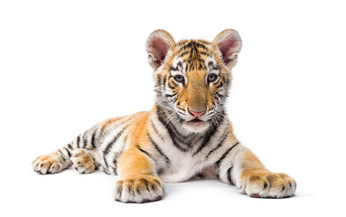 Two months old tiger cub lying against white background
