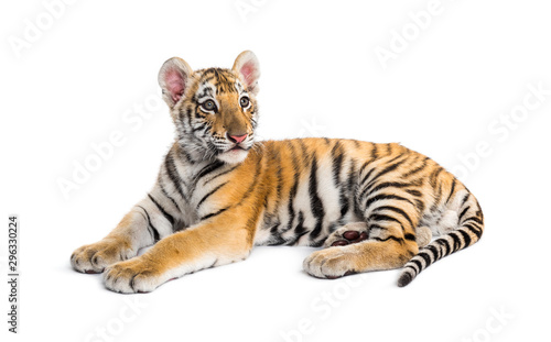 Two months old tiger cub lying against white background