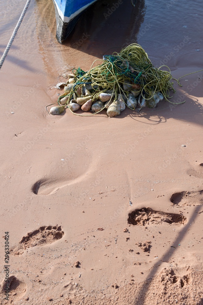 Obraz premium crab on the beach