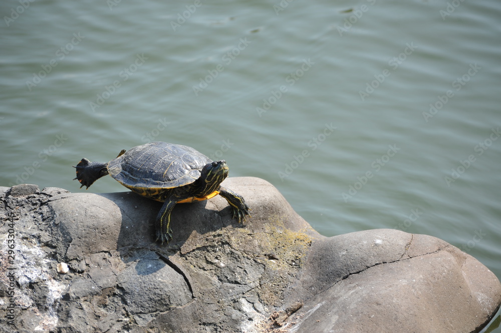 Obraz premium 日本庭園の池で甲羅干しをする亀