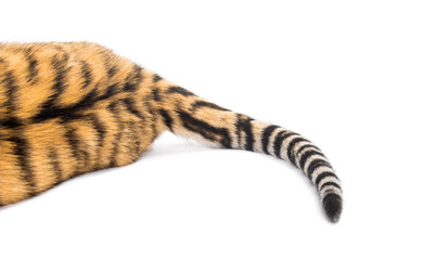 Close up of two months old tiger cubs tail lying, isolated on white