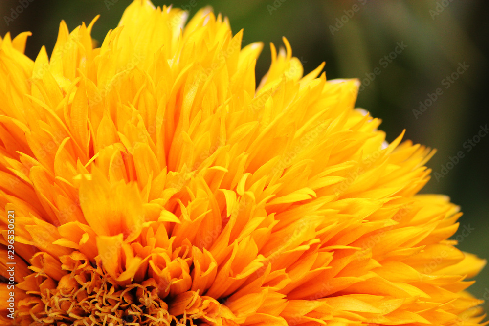 yellow decorative sunflower, macro yellow decorative sunflower, macro