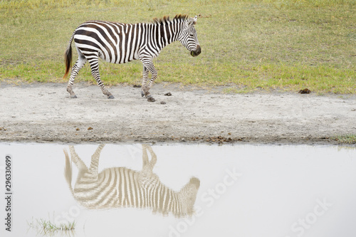 Common or Plains Zebra (Equus quagga) walking at river bank with reflection, Ngorongoro crater national park, Tanzania