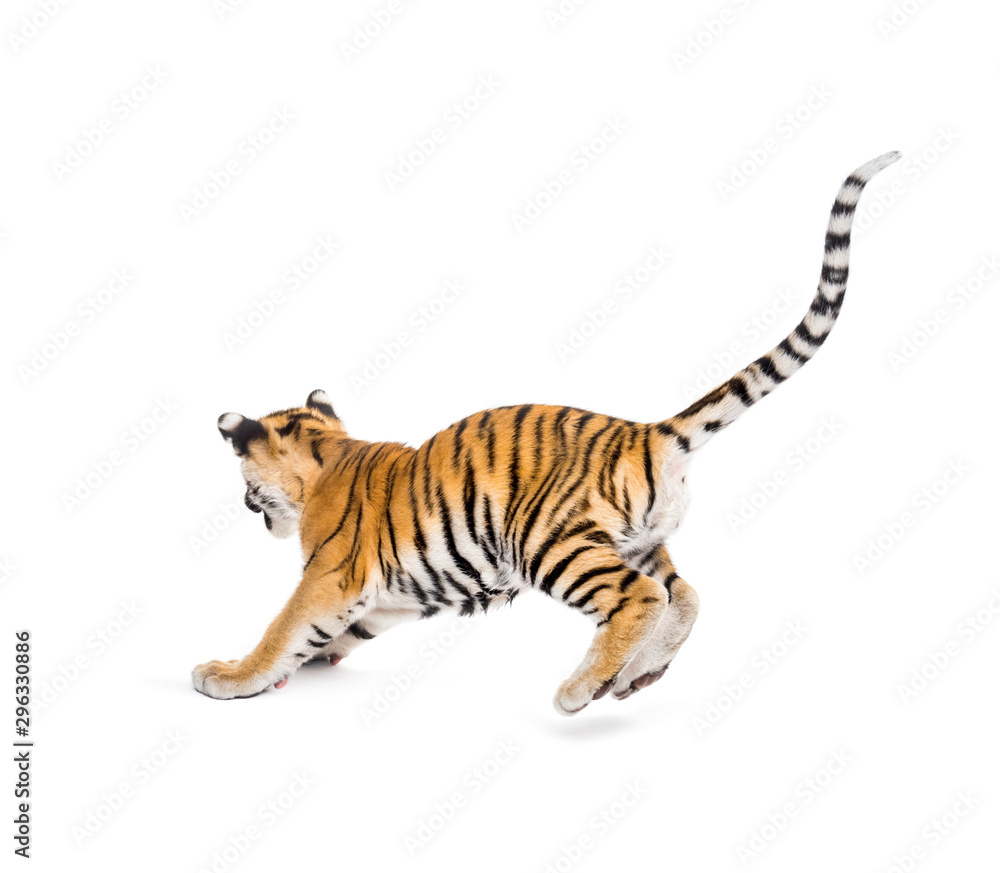 Obraz premium Two months old tiger cub pouncing against white background