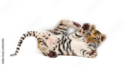 Two months old tiger cub lying against white background