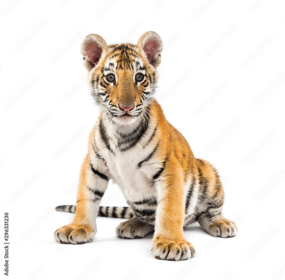 Obraz premium Two months old tiger cub sitting against white background