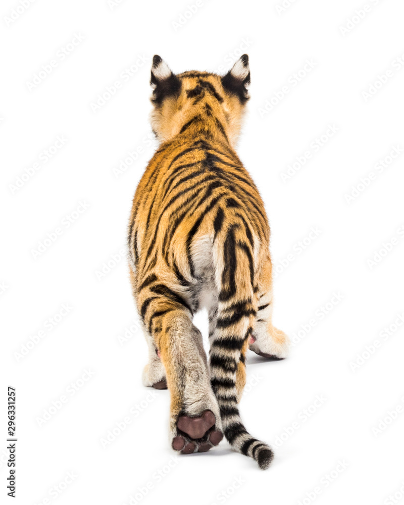 Obraz premium Back view of a two months old tiger cub walking, isolated on white
