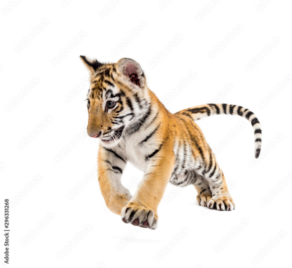 Two months old tiger cub pouncing against white background