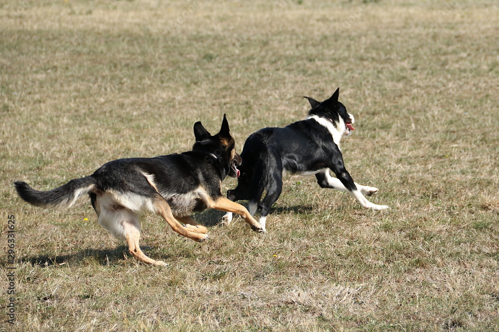 zwei große Hunde beim Rennen zwei große Hunde beim Rennen
