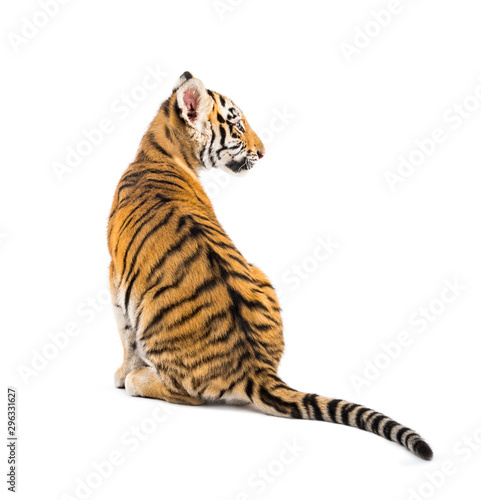 Back view on a two months old tiger cub sitting  isolated on white
