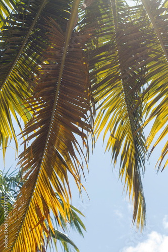 sunlight passing through the autumn leaves of a palm tree