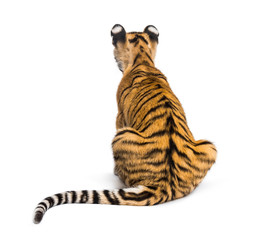 Back view on a two months old tiger cub sitting, isolated on white
