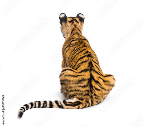 Back view on a two months old tiger cub sitting, isolated on white