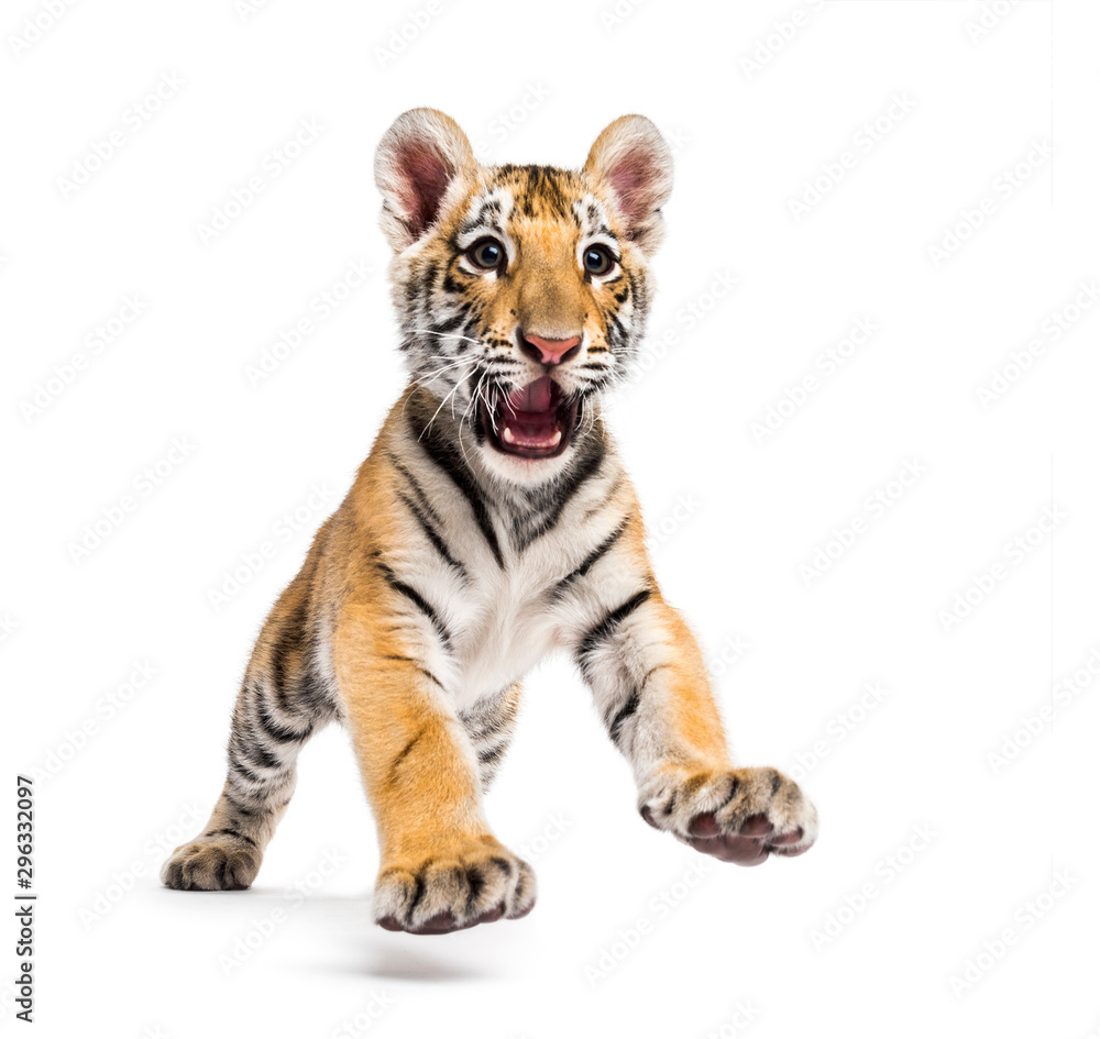 Two months old tiger cub pouncing isolated on white - obrazy, fototapety, plakaty 