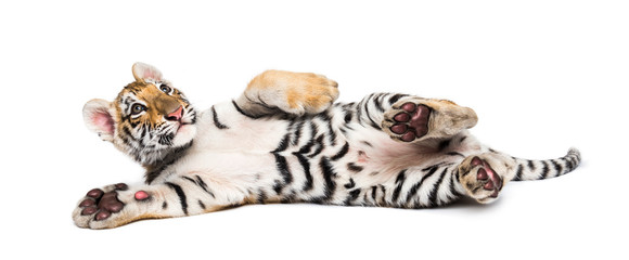 Two months old tiger cub lying against white background