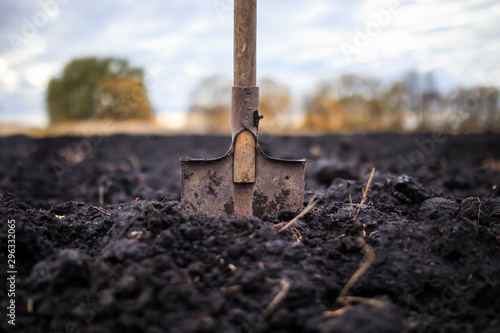 metal old shovel is stuck in the black soil of the earth in the vegetable garden in the autumn garden during agricultural work photo