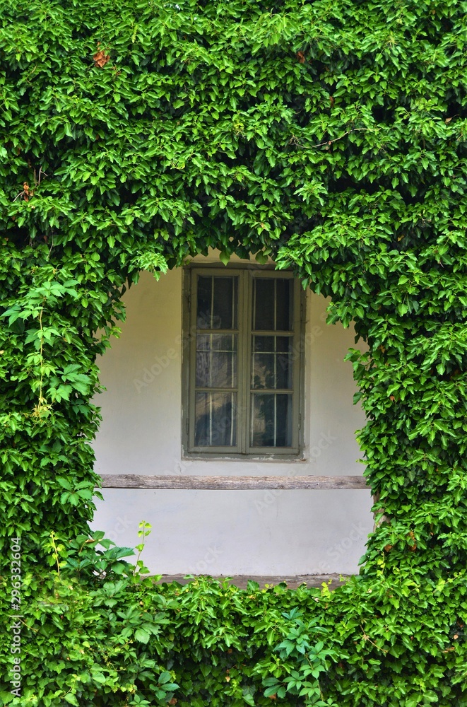 a window in a wall of ivy a window in a wall of ivy