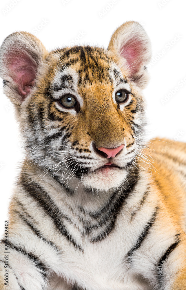 Obraz premium Close-up on a Two months old tiger cub against white background
