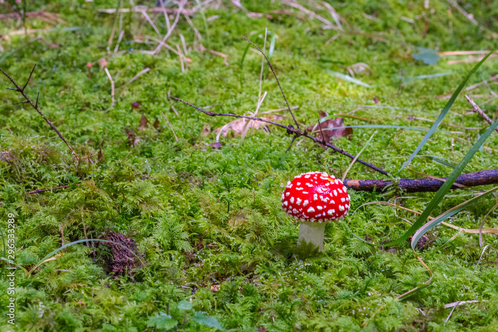 Fliegenpilz auf Waldboden aus Moos im Schwarzwald, Hintergrund Fliegenpilz auf Waldboden aus Moos im Schwarzwald, Hintergrund