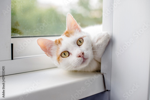 White cat lying on the windowsill on the balcony  © licvin