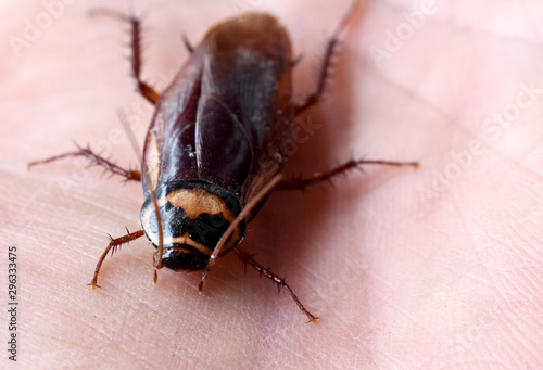 A brown cockroach is crawling on his left palm on a white background.