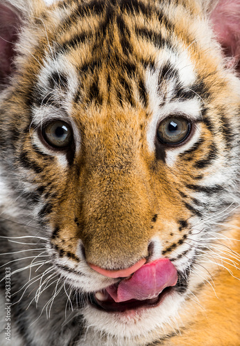 Two months old tiger cub licking lips in close up against white