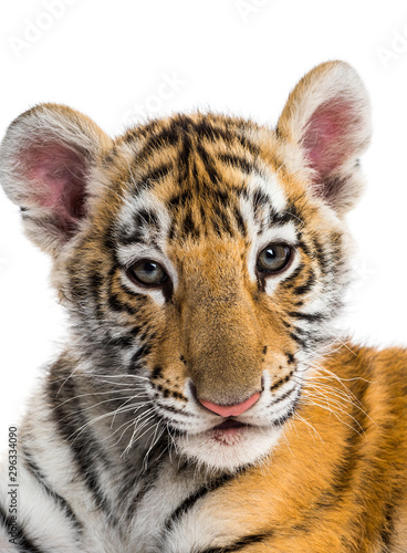 Fototapeta Naklejka Na Ścianę i Meble -  Two months old tiger cub against white background