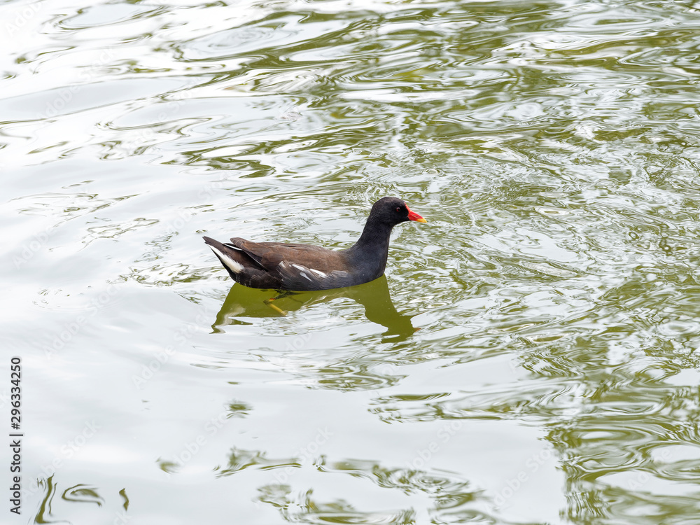 Gallinula chloropus | Die Teichralle oder Teichhuhn mitten in einem Teich schwimmen Gallinula chloropus | Die Teichralle oder Teichhuhn mitten in einem Teich schwimmen