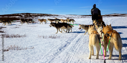 A team of husky sled dogs running on a snowy wilderness road in Iceland