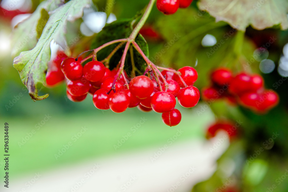 Red viburnum berries ripen on the branches Red viburnum berries ripen on the branches