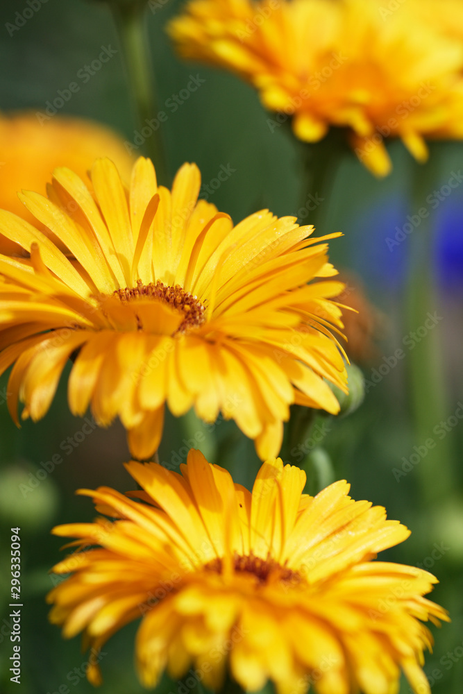 Blüte einer Ringelblume