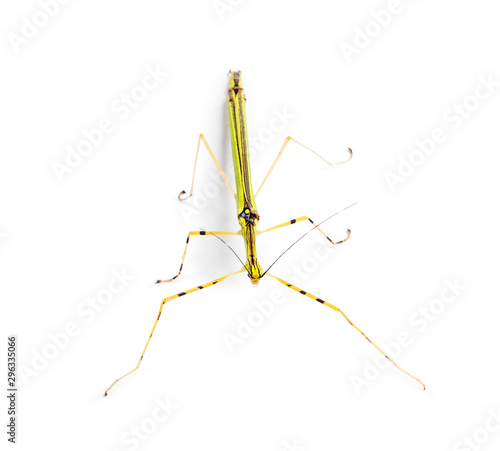 Yellow Flying Stick, Necroscia annulipes, phasma