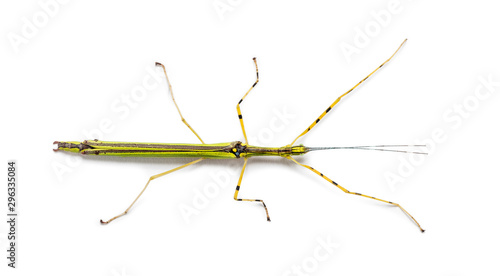 Yellow Flying Stick, Necroscia annulipes, phasma